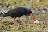 Variable Oystercatcher